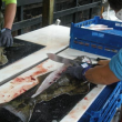 Filleting Halibut