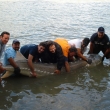 Giant Sturgeon