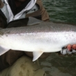 Steelhead