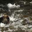 Mouthful of Fish