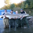 Record Sturgeon